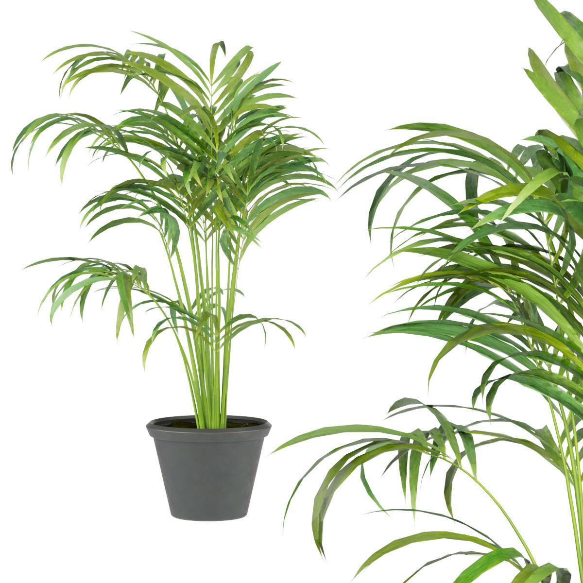 Collection plant vol 256 - indoor 3D model_5