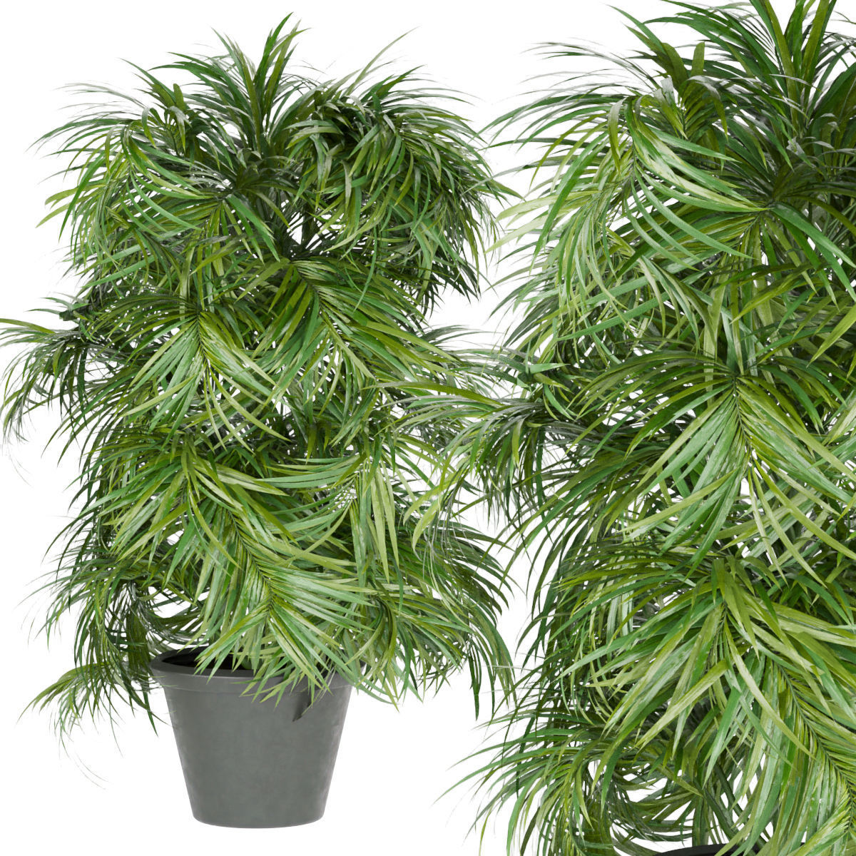 Collection plant vol 256 - indoor 3D model_1
