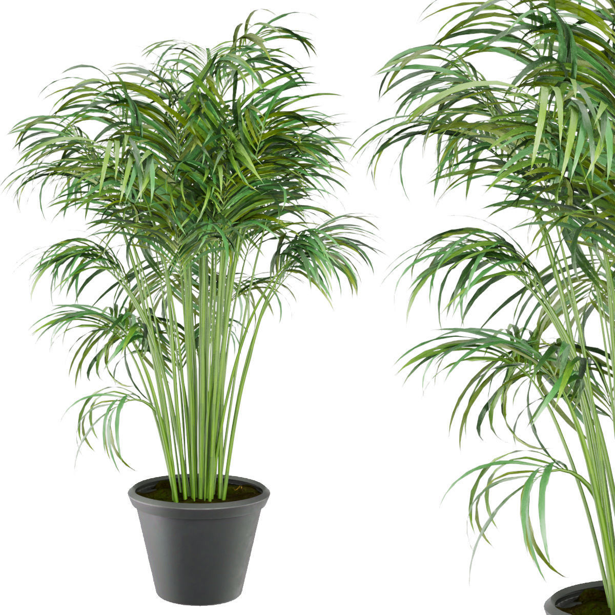 Collection plant vol 256 - indoor 3D model_2