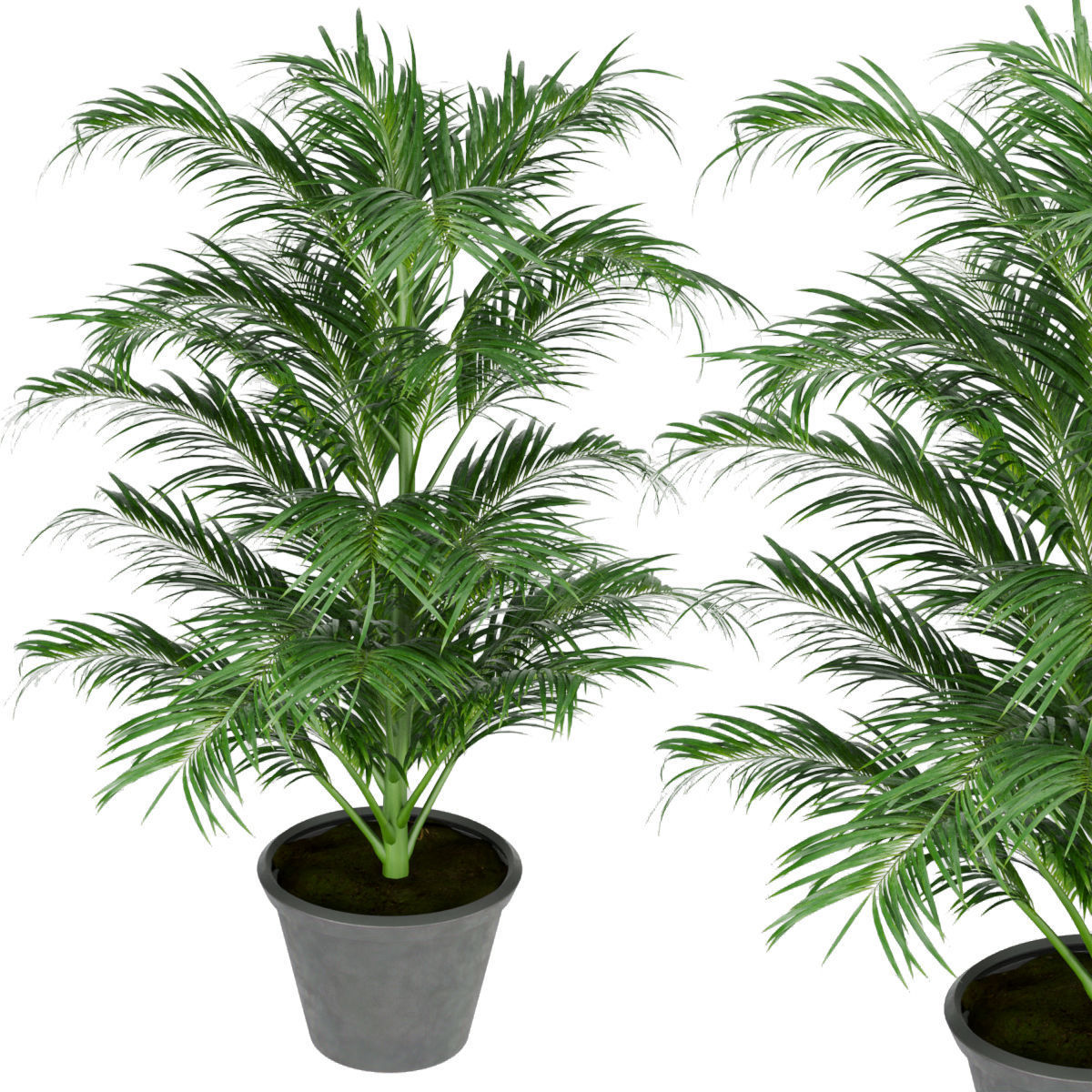 Collection plant vol 256 - indoor 3D model_3