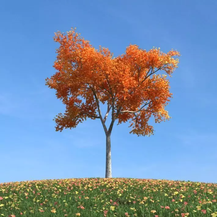Autumn Leafed Tree 3D model_0