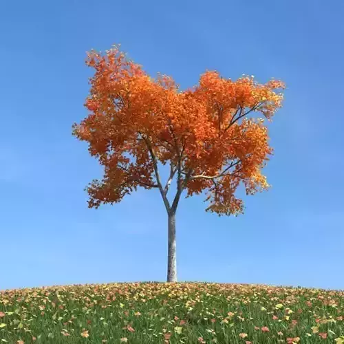 Autumn Leafed Tree