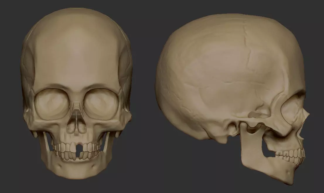 Child Skull 3D model_0