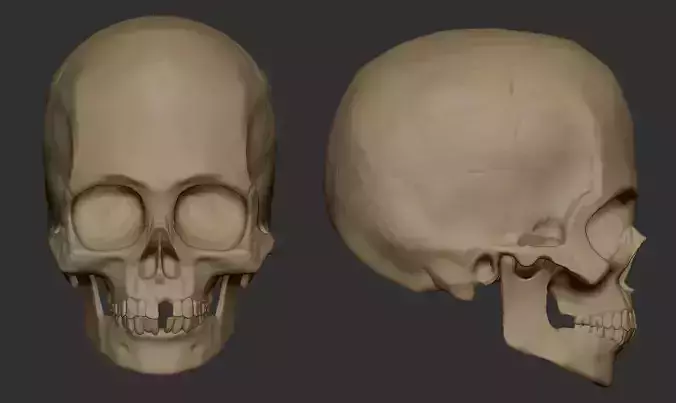 Child Skull