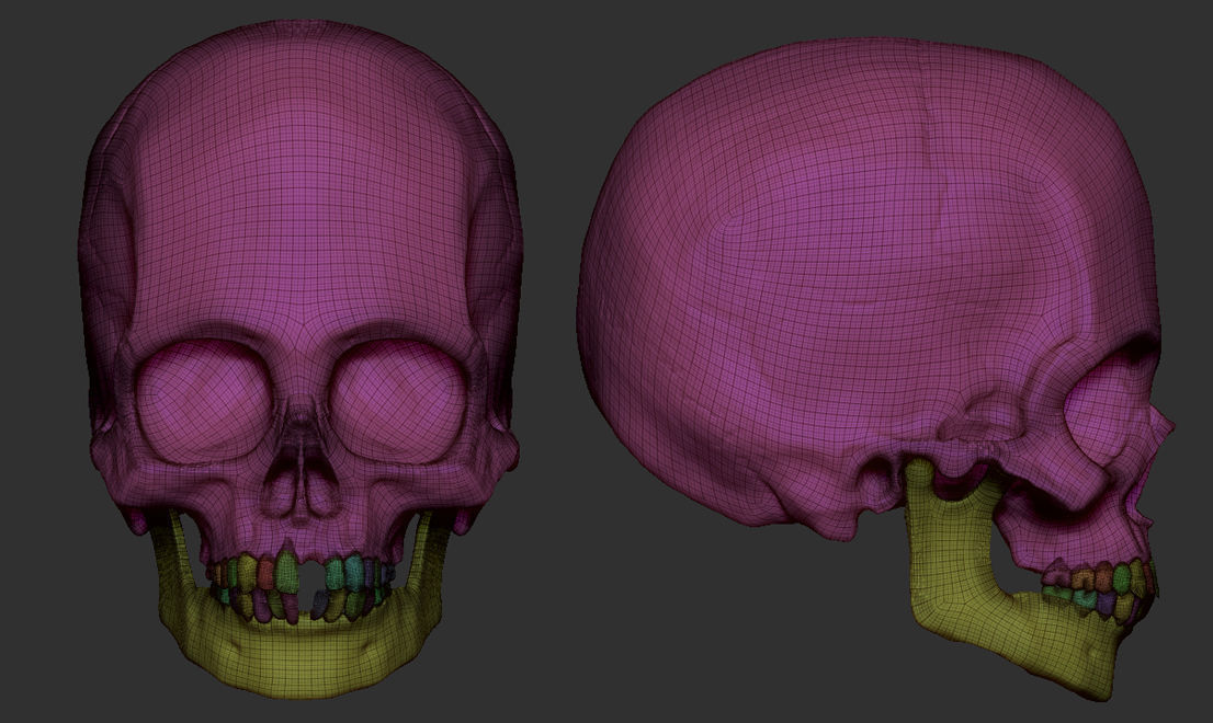 Child Skull 3D model_1