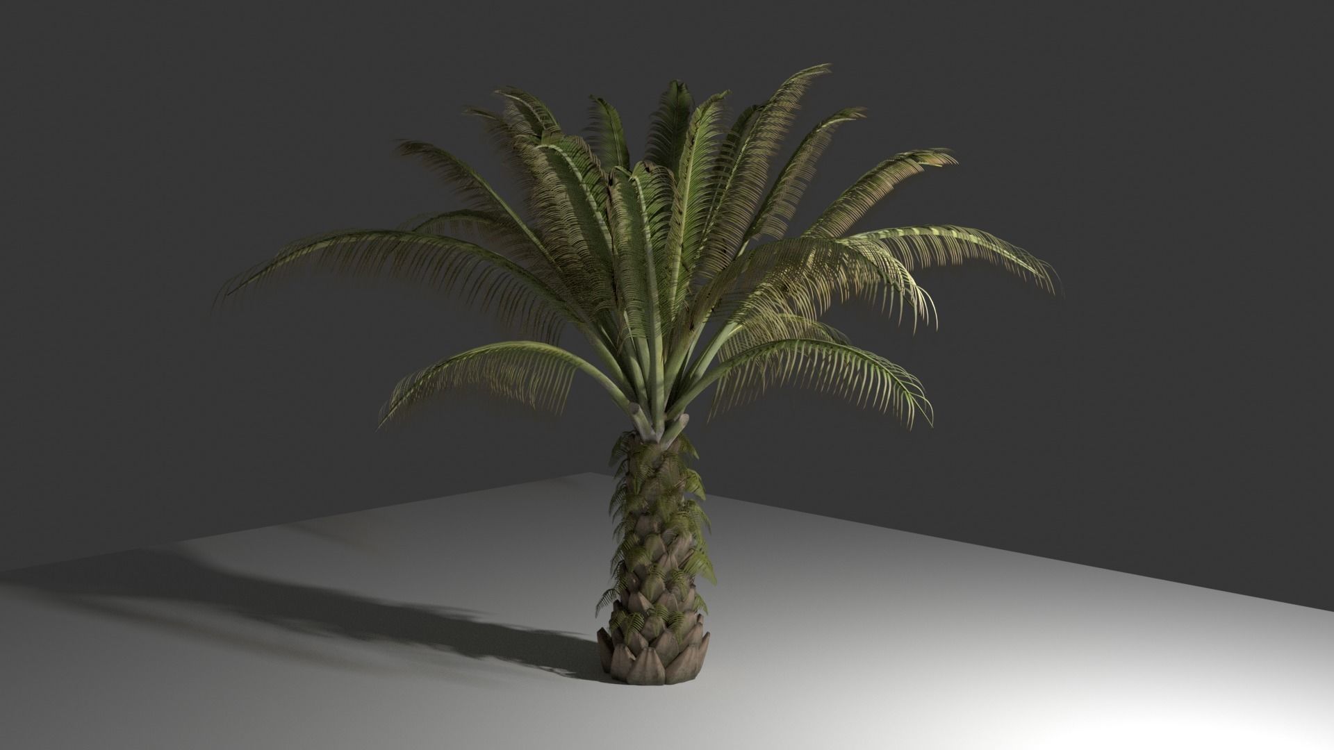 Oil Palm Tree Model 3D model_1