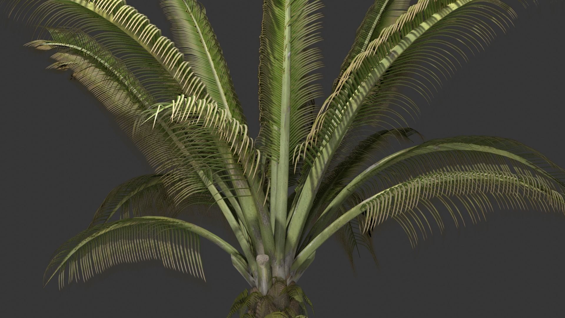 Oil Palm Tree Model 3D model_5