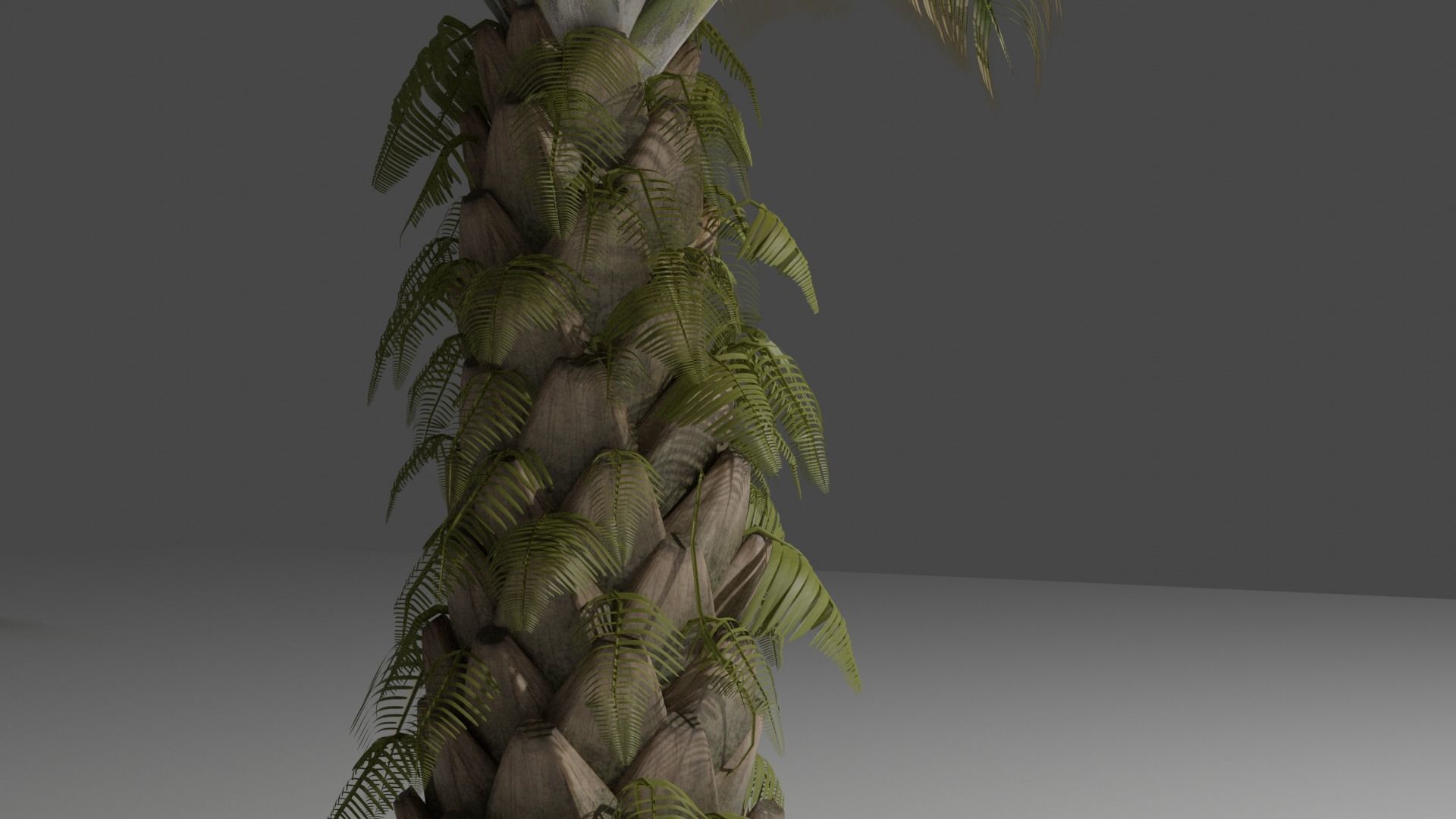 Oil Palm Tree Model 3D model_4