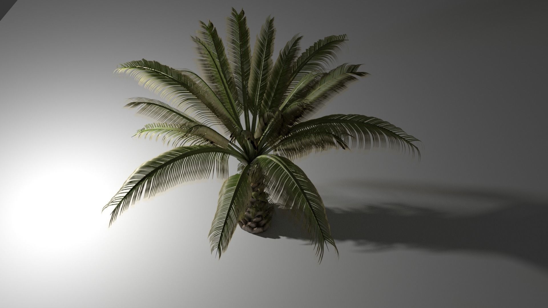 Oil Palm Tree Model 3D model_2