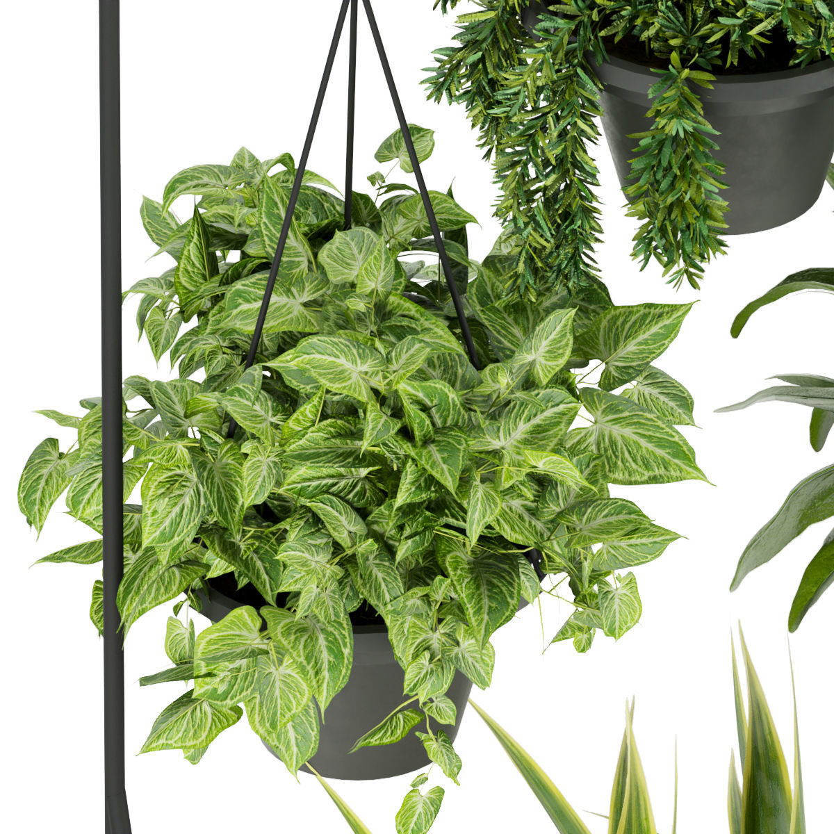 Collection plant vol 257 - indoor 3D model_5