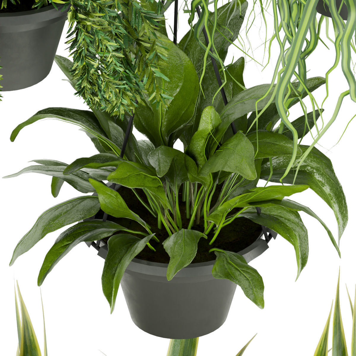 Collection plant vol 257 - indoor 3D model_6