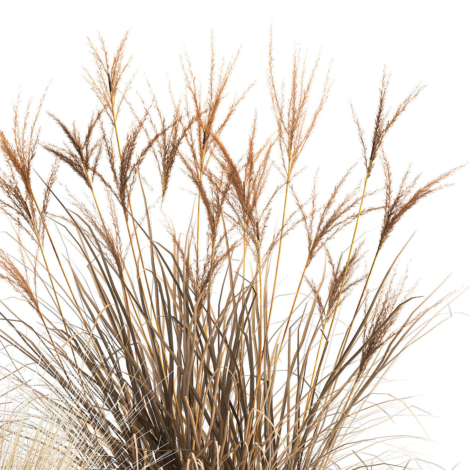 Dried Reeds in a rusty Flowerpot for the interior 1058 3D model_6