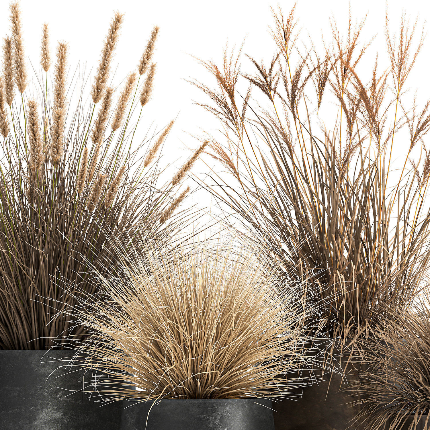 Dried Reeds in a rusty Flowerpot for the interior 1058 3D model_5