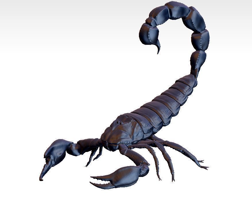 scorpion 3D model 3D printable | CGTrader