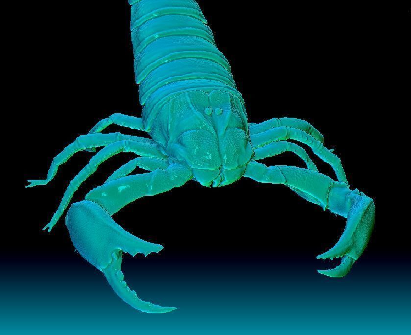 scorpion 3D print model_3