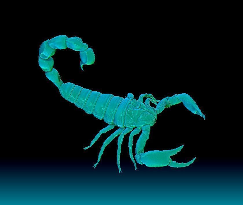 scorpion 3D print model_4