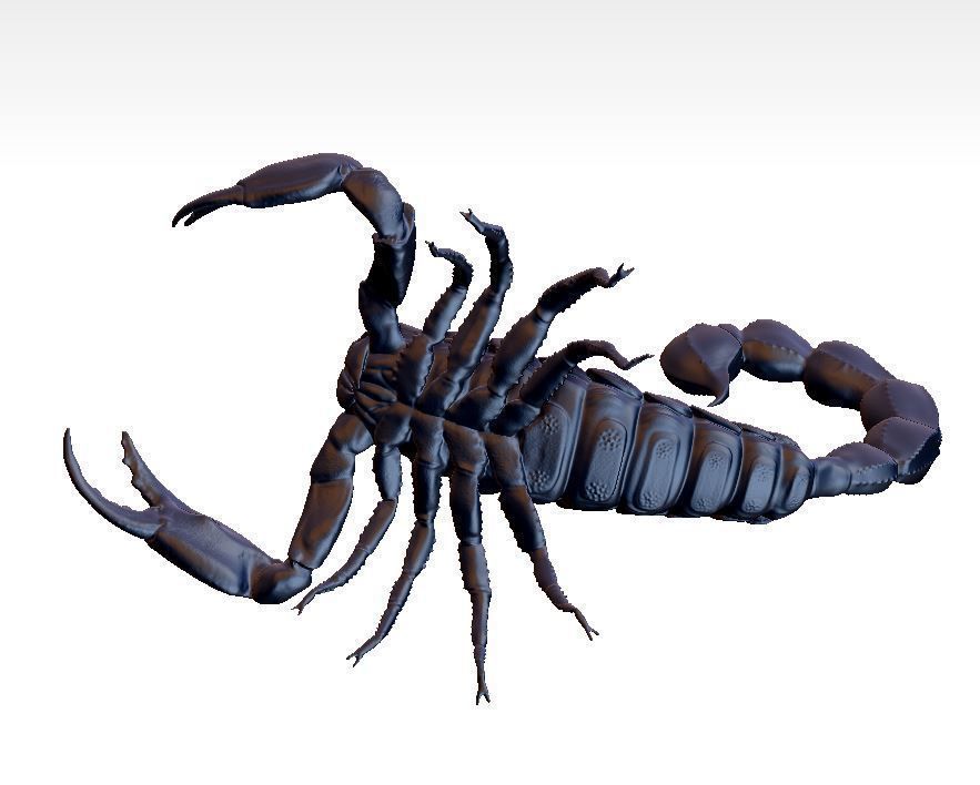 scorpion 3D print model_2