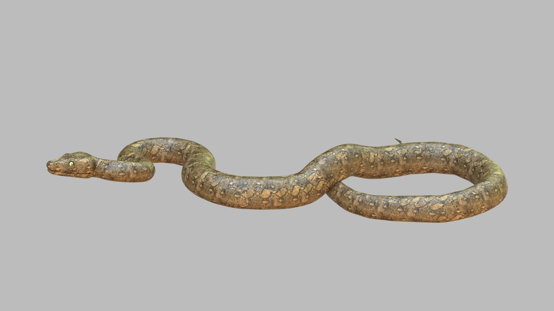 Snake 3d Model Low-poly 3D model_1