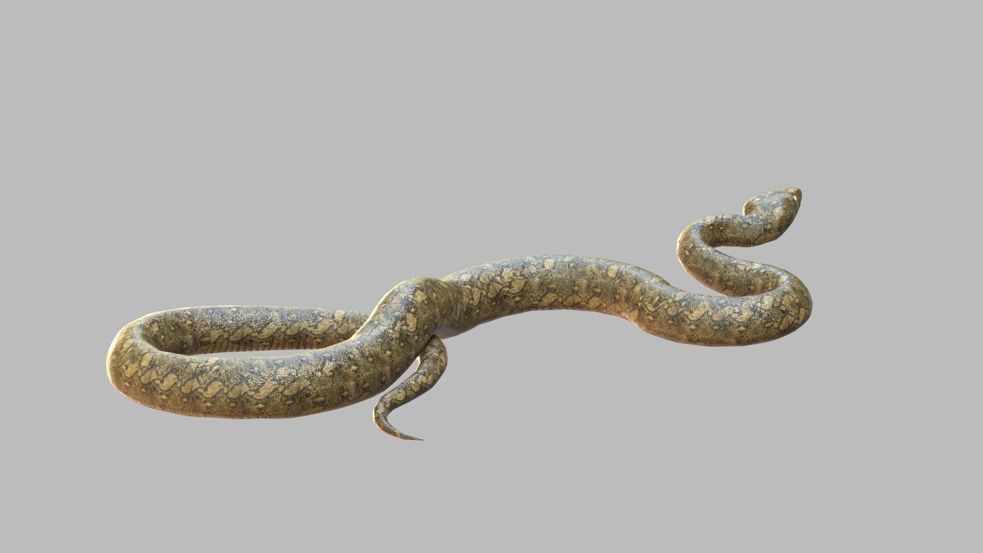 Snake 3d Model Low-poly 3D model_3