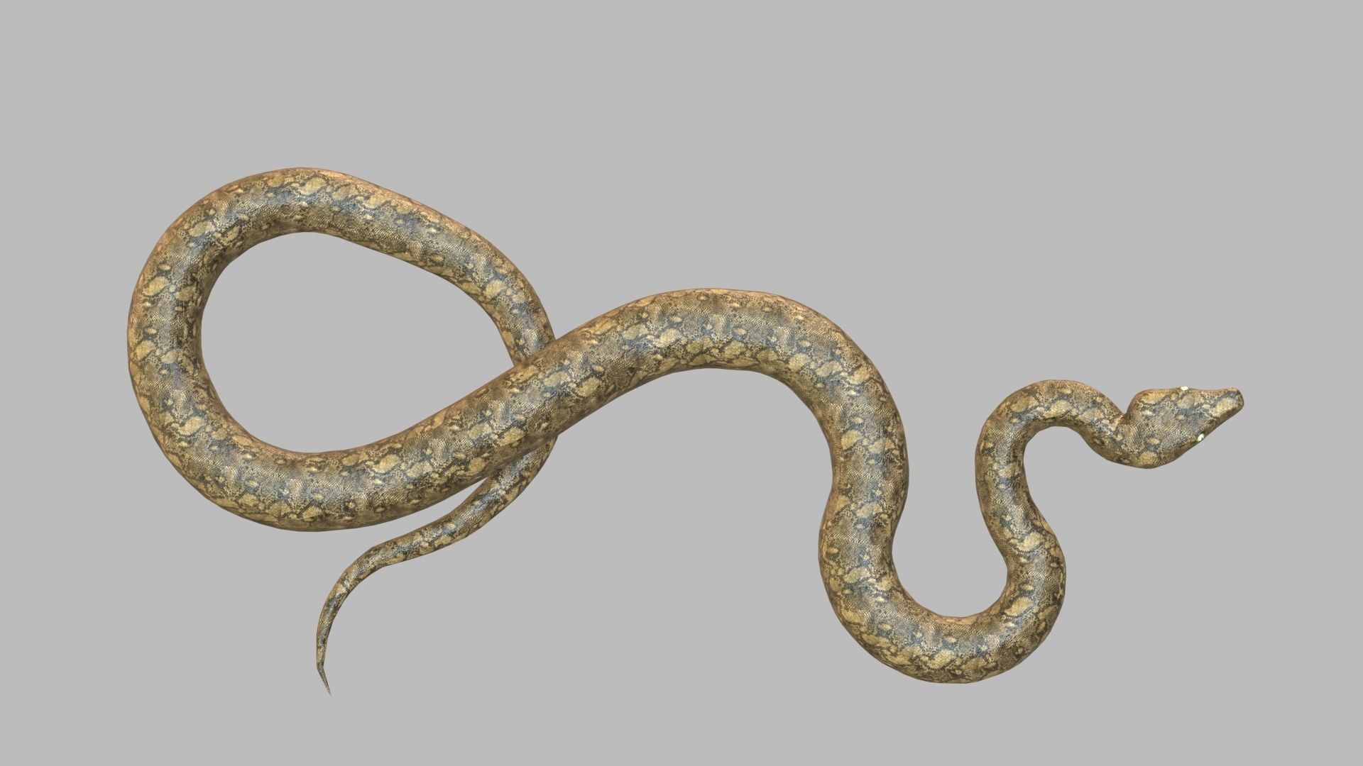 Snake 3d Model Low-poly 3D model_2
