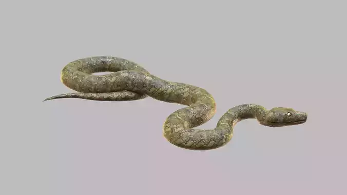 Snake 3d Model