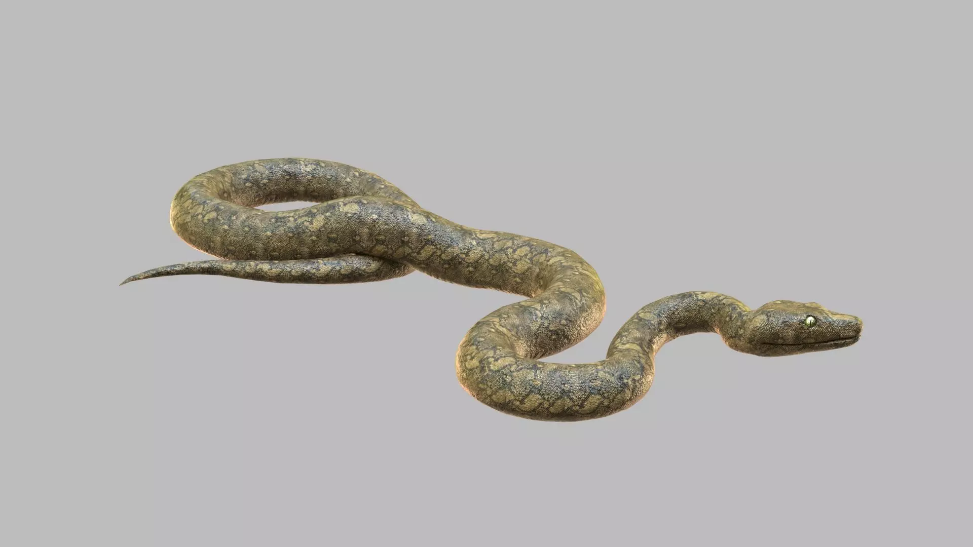 Snake 3d Model Low-poly 3D model_0