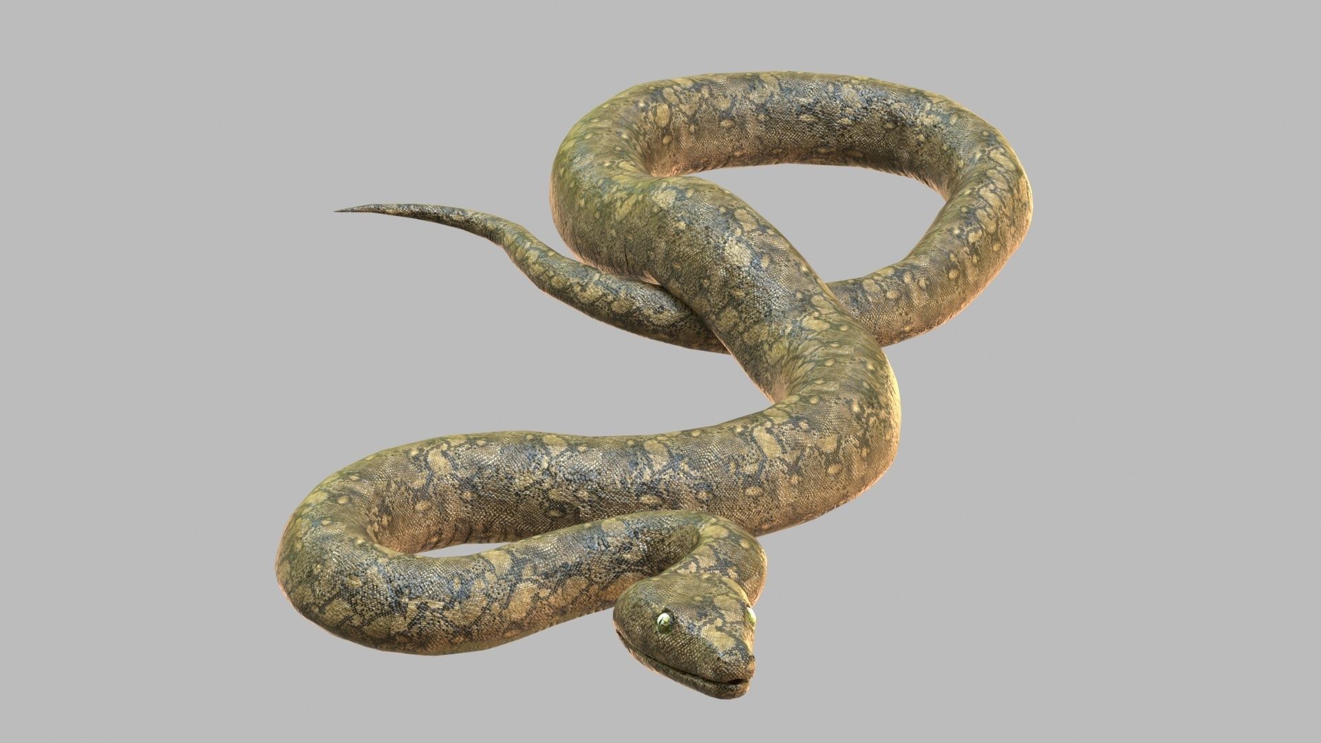 Snake 3d Model Low-poly 3D model_4