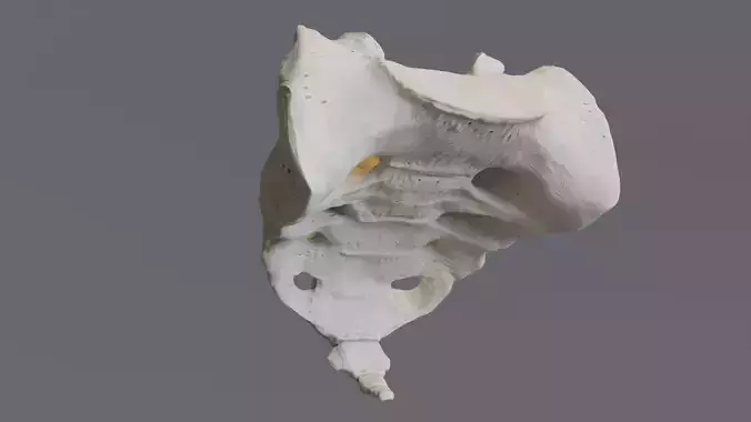 Sacrum - human female