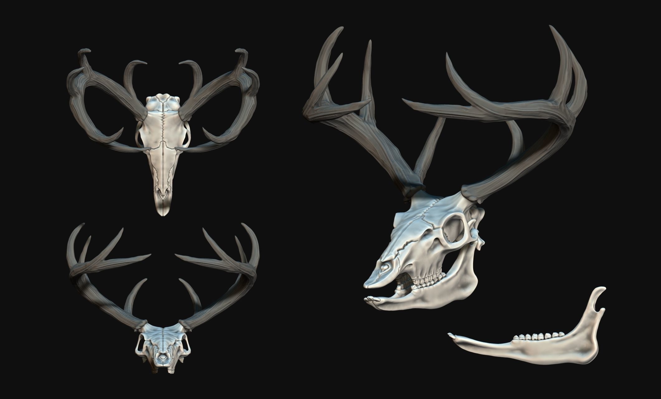 Deer Skull - CNC and 3D print model_1