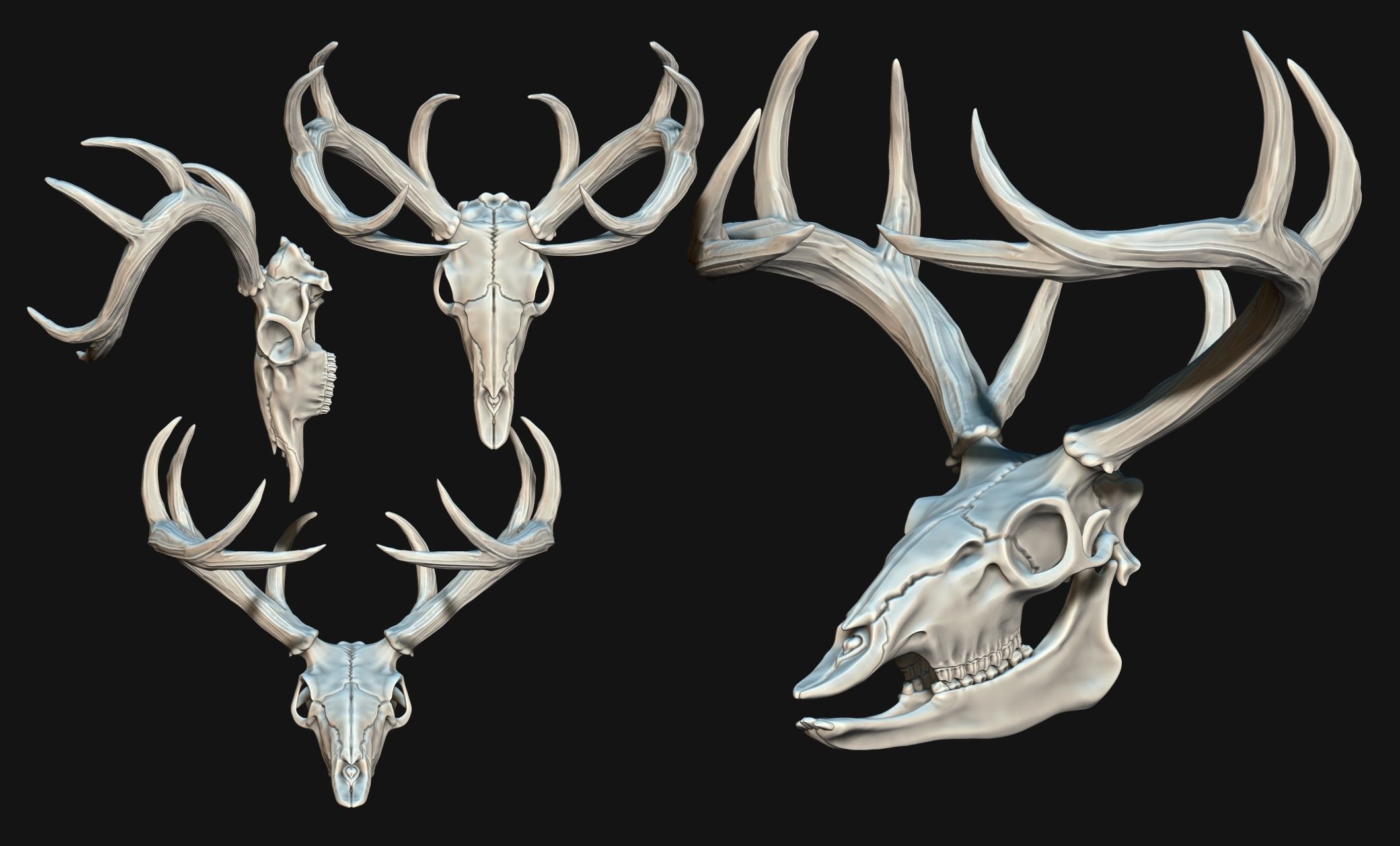 Deer Skull - CNC and 3D print model_2