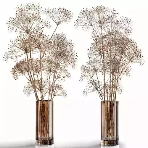 Dry flowers 7 Heracleum