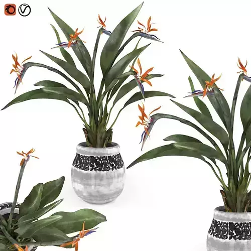 Bird of paradise flower