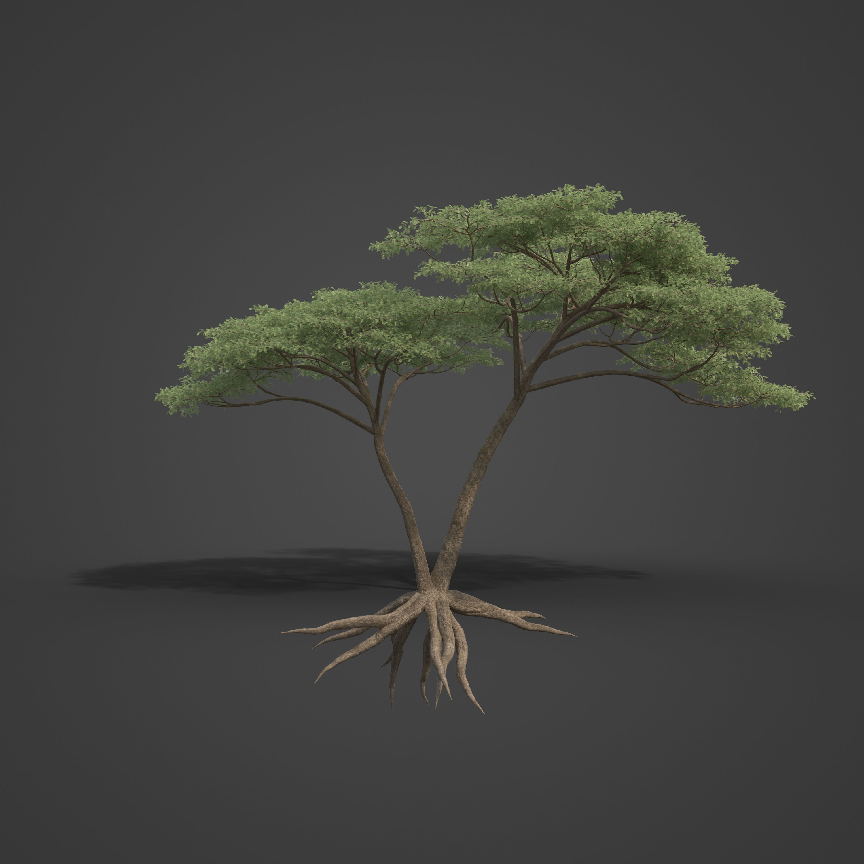 2021 PBR Umbrella Acacia Collection - Acacia Tortilis 3D model_5