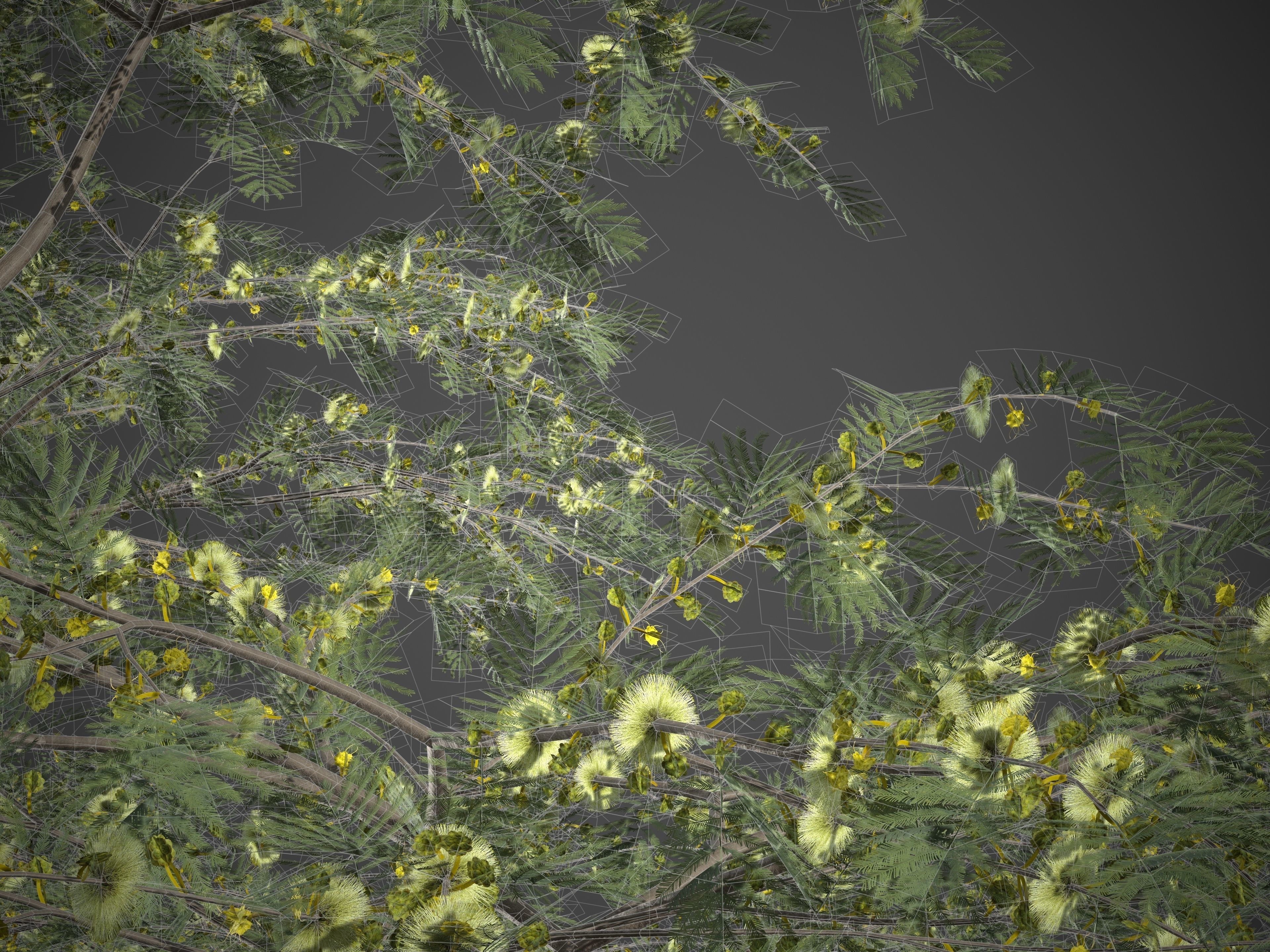 2021 PBR Umbrella Acacia Collection - Acacia Tortilis 3D model_9