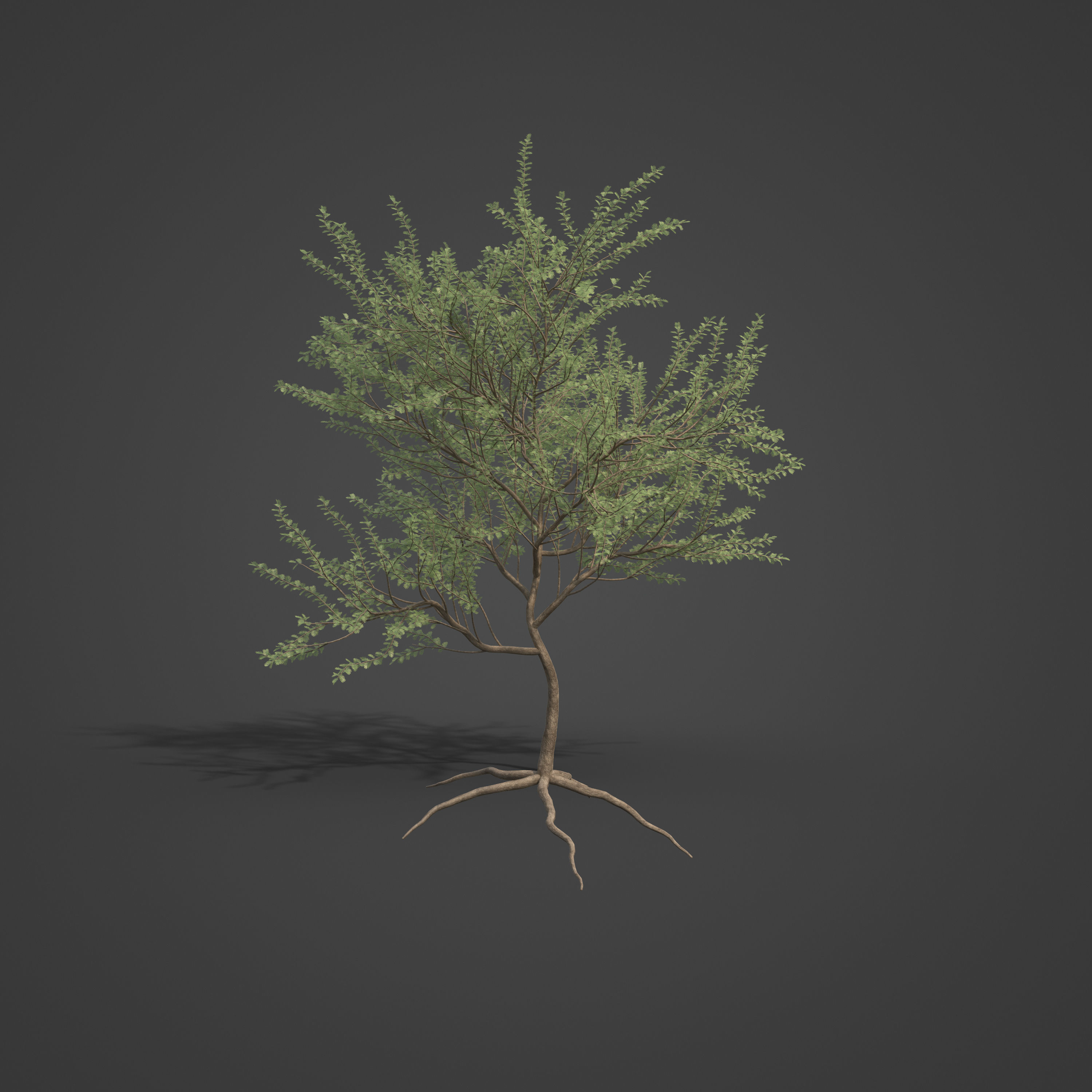 2021 PBR Umbrella Acacia Collection - Acacia Tortilis 3D model_3