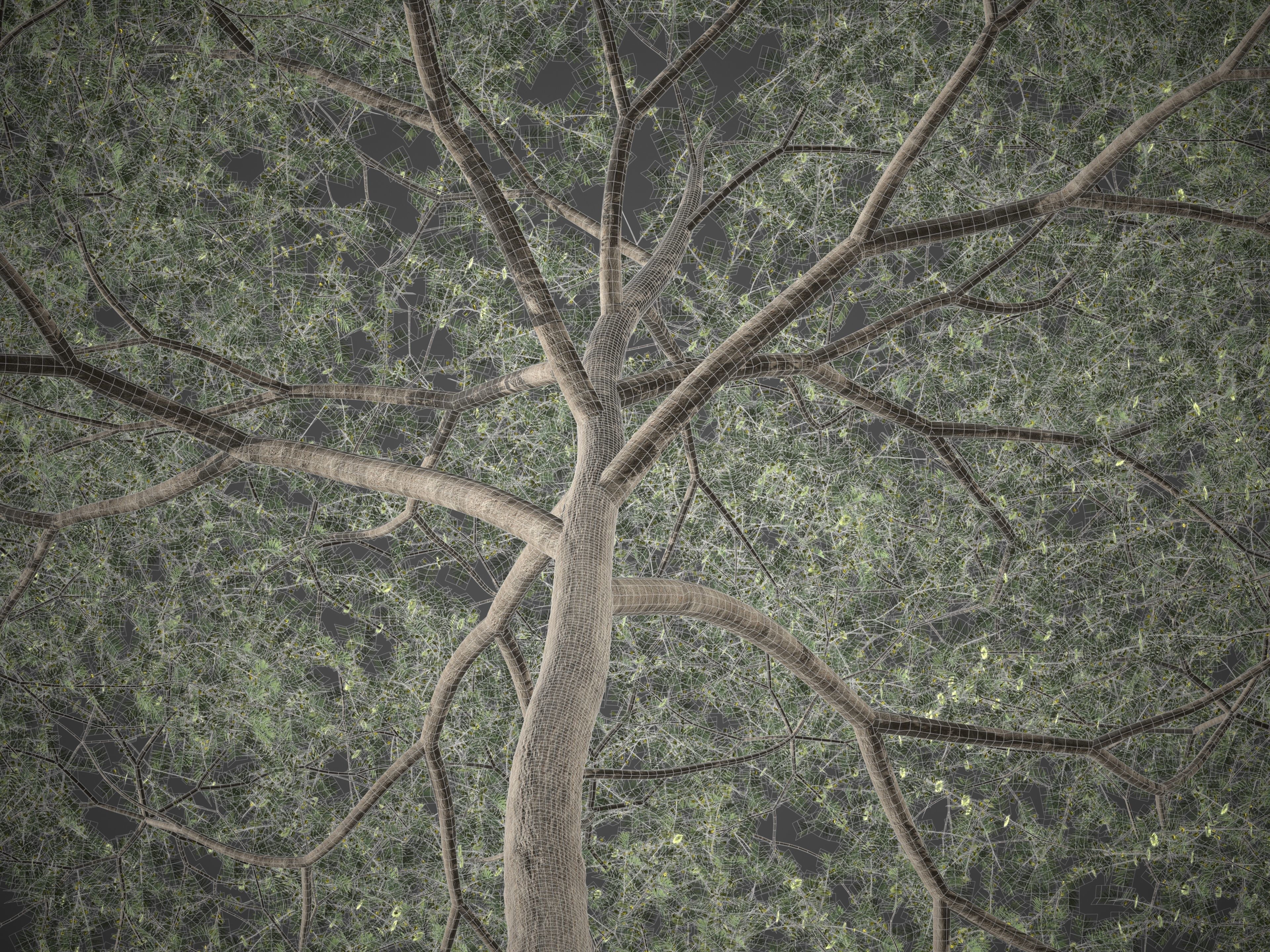 2021 PBR Umbrella Acacia Collection - Acacia Tortilis 3D model_10