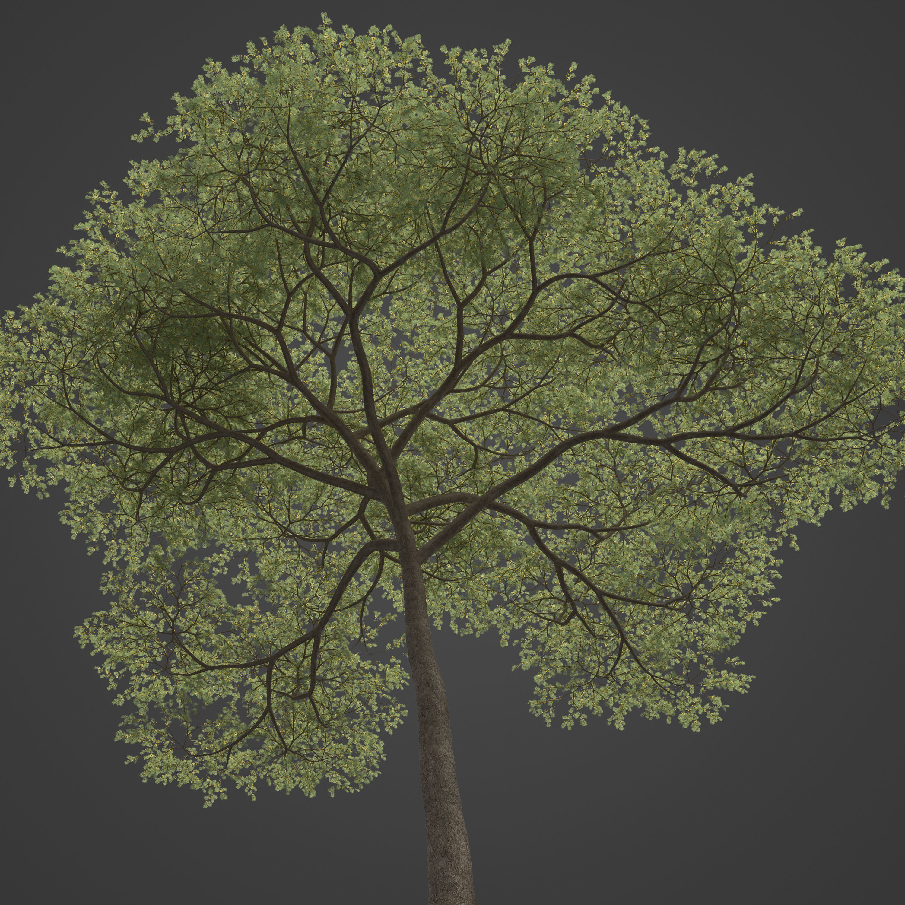 2021 PBR Umbrella Acacia Collection - Acacia Tortilis 3D model_6