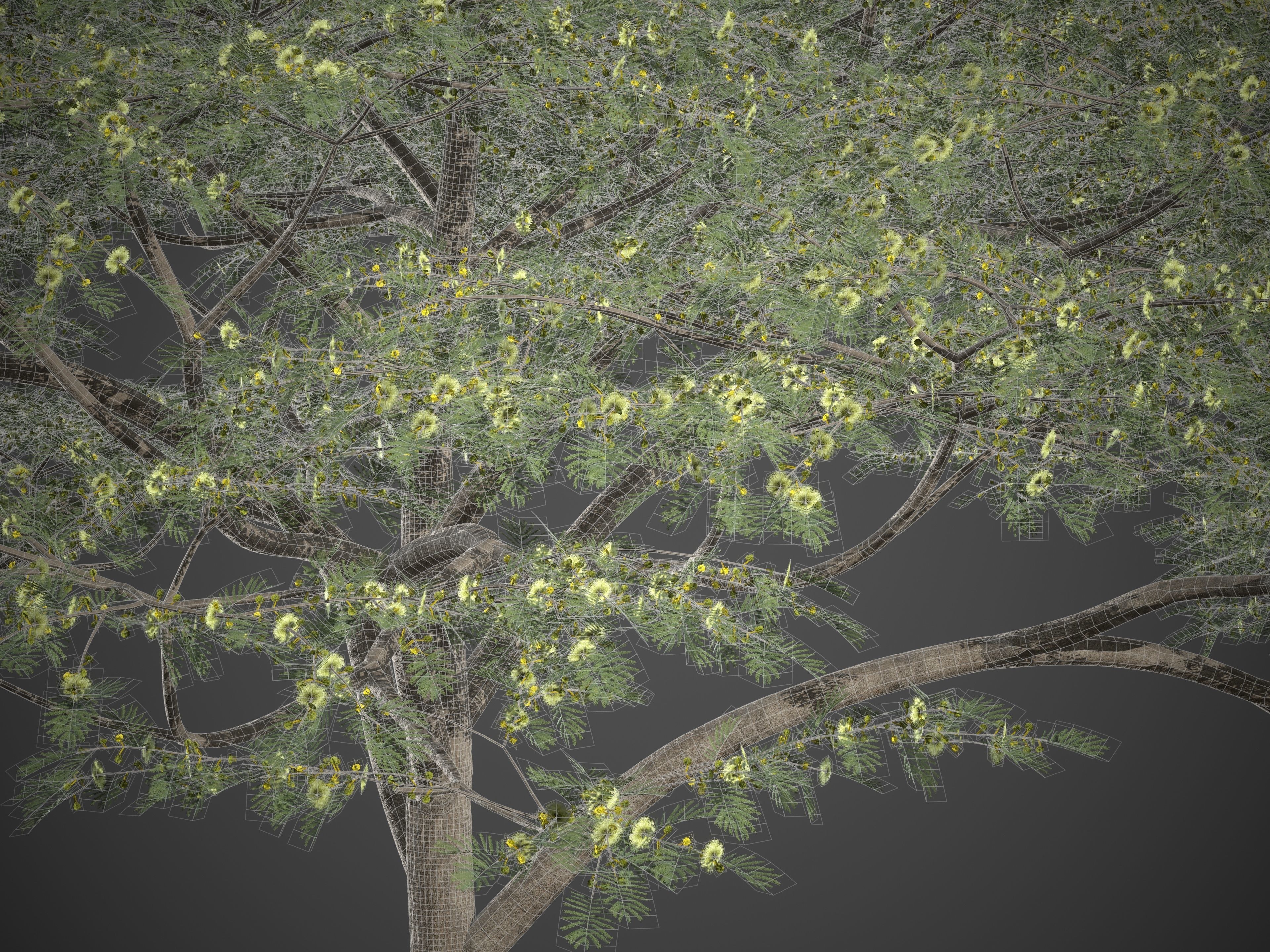 2021 PBR Umbrella Acacia Collection - Acacia Tortilis 3D model_8