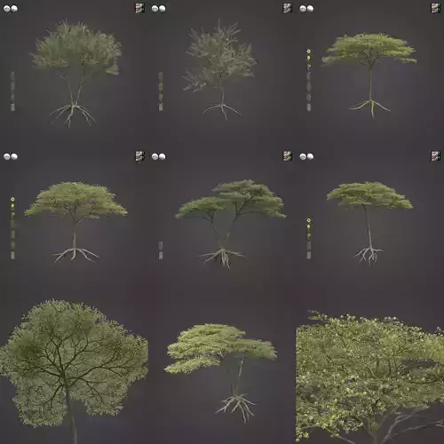 2021 PBR Umbrella Acacia Collection - Acacia Tortilis  3D model