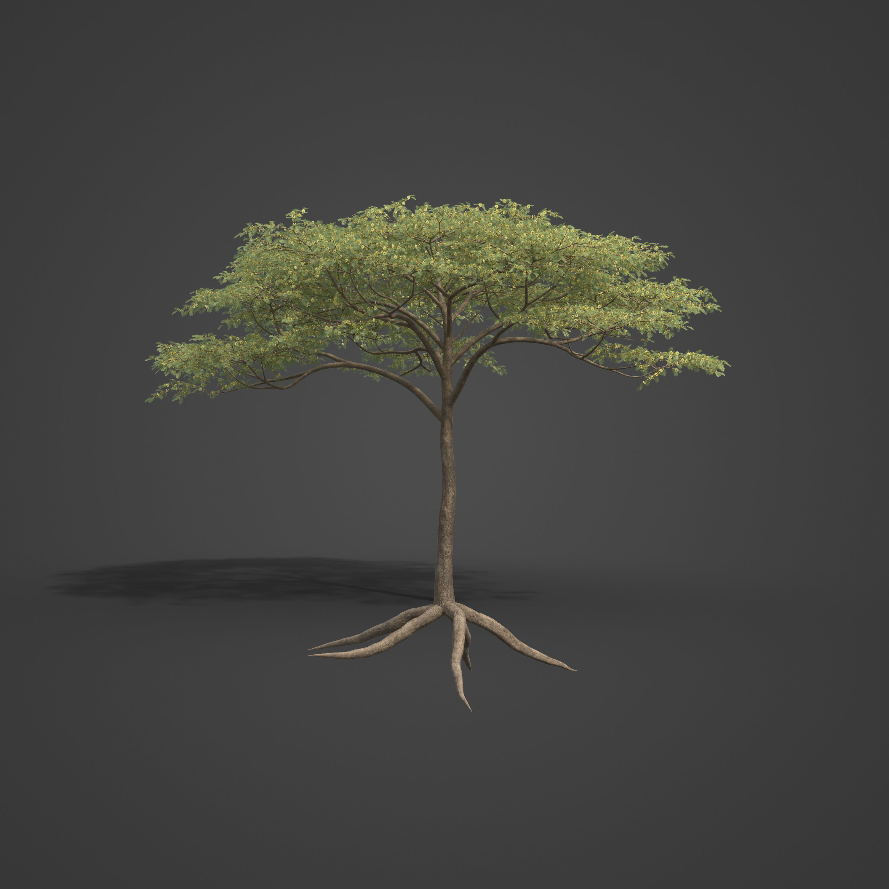 2021 PBR Umbrella Acacia Collection - Acacia Tortilis 3D model_4