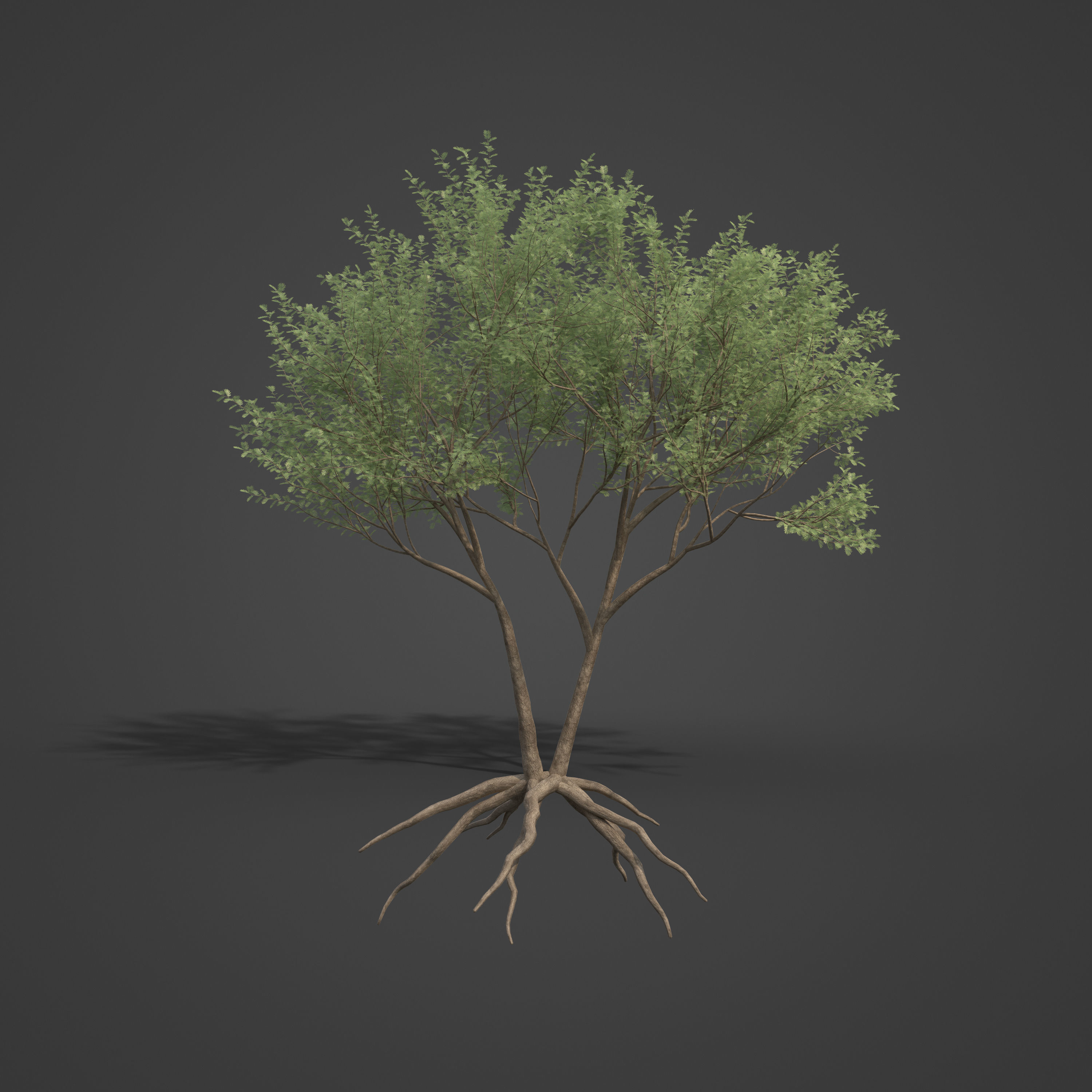 2021 PBR Umbrella Acacia Collection - Acacia Tortilis 3D model_2