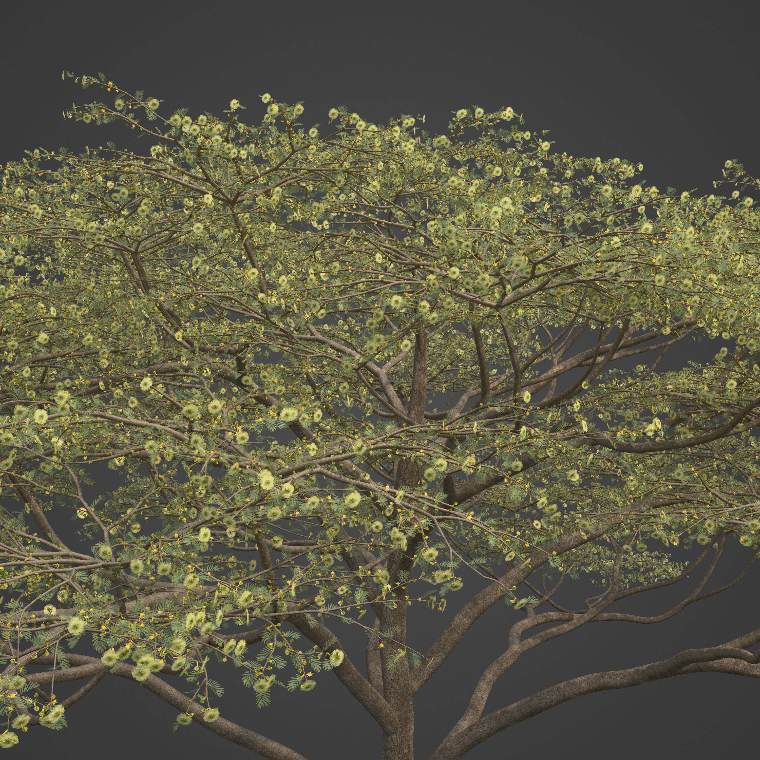 2021 PBR Umbrella Acacia Collection - Acacia Tortilis 3D model_7