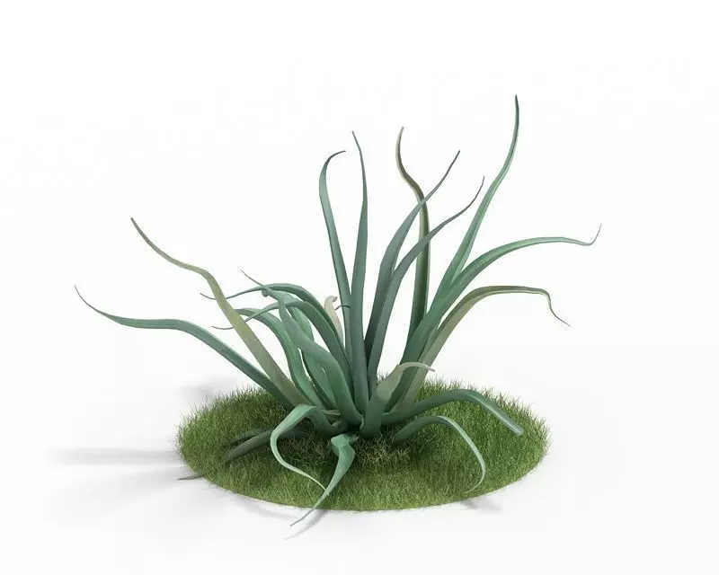 Mature Agave Plant 3D model_0
