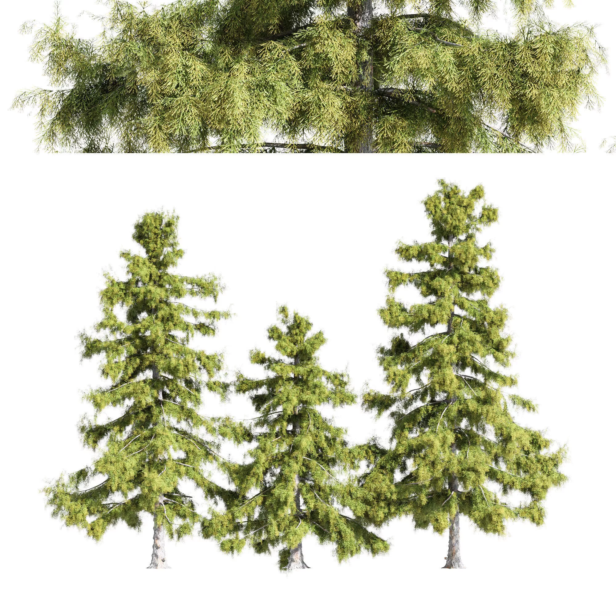 3 diffrent tree Alaska Cedar 3D model