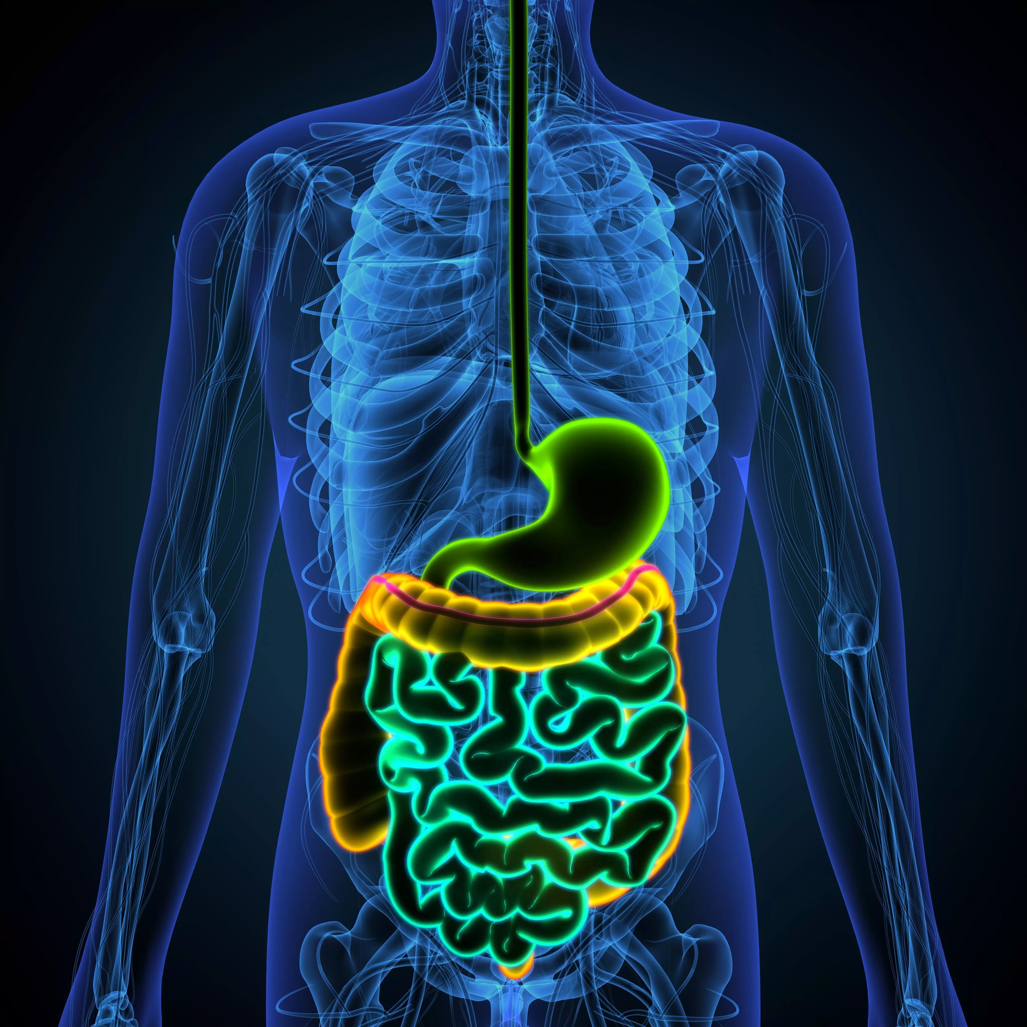 blue human male body anatomy 3D model