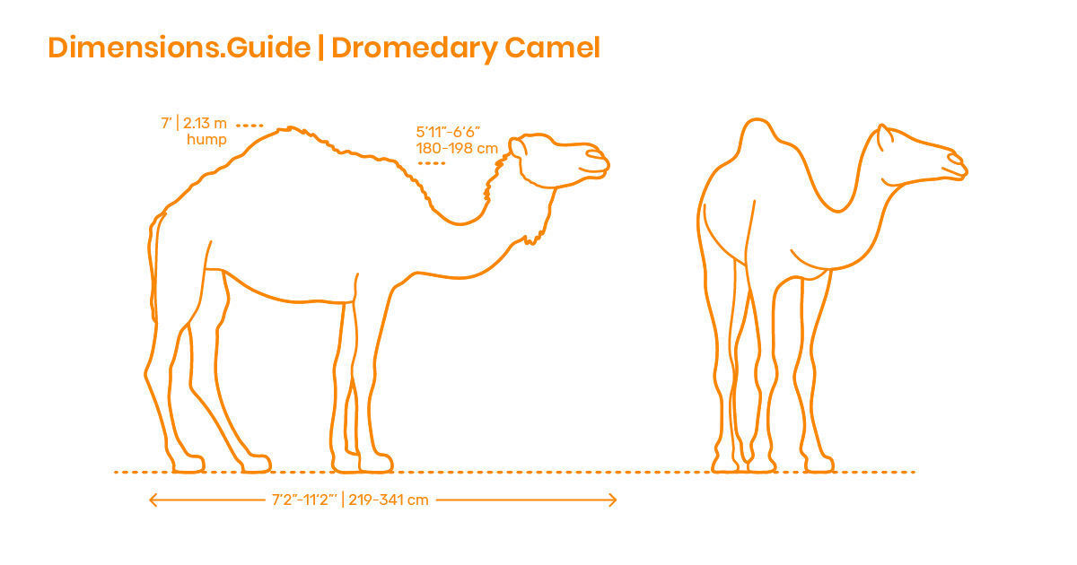 Camel and calf 3D model_7