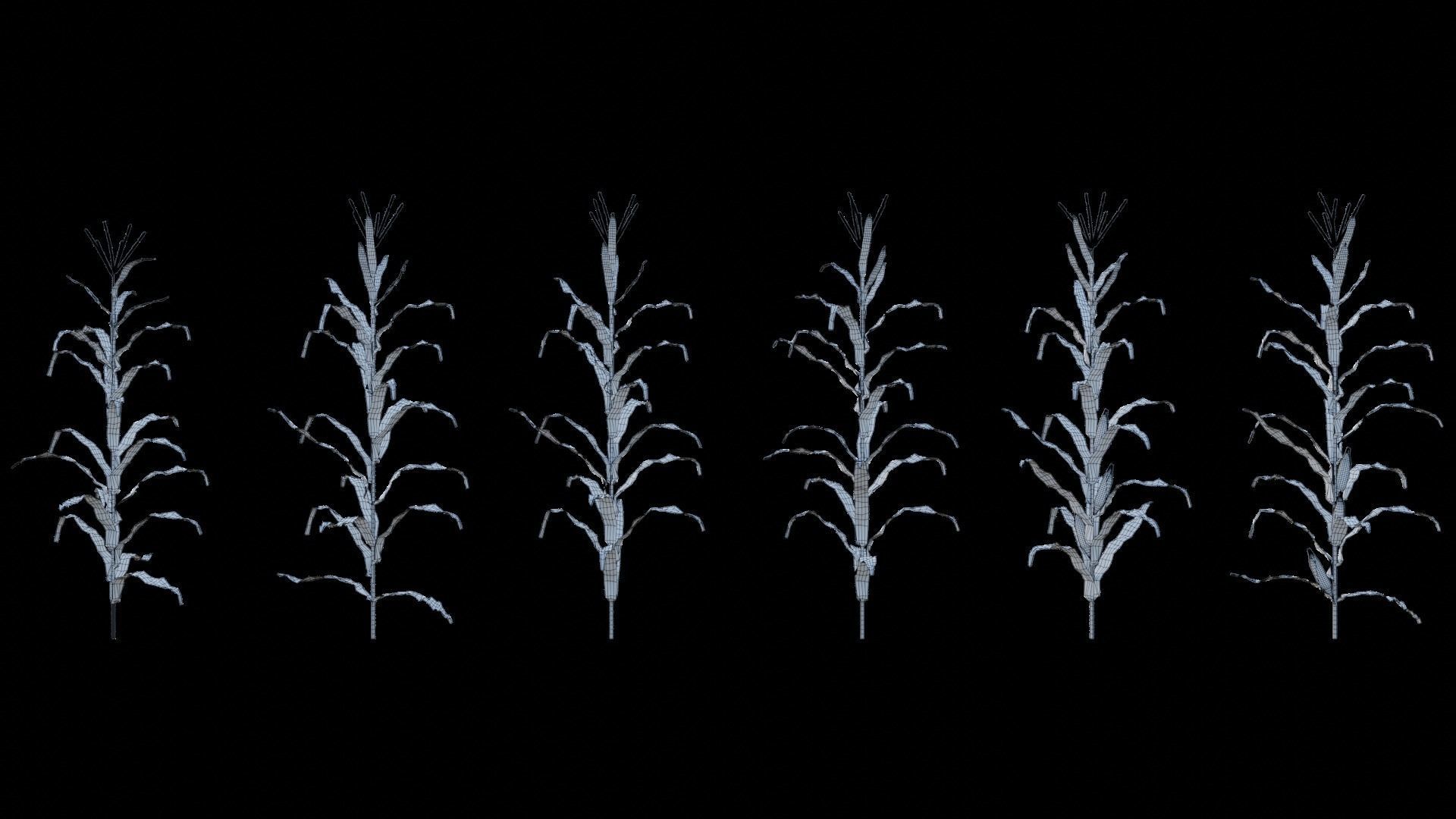 Cornfield 3d Scene 3D model_13