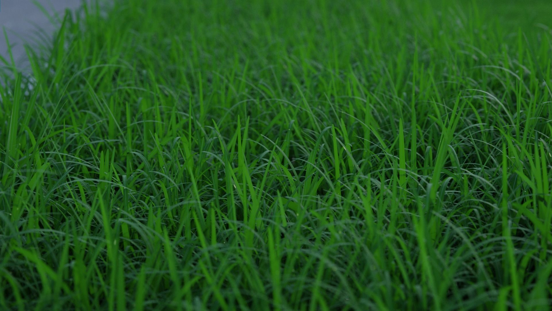 Cornfield 3d Scene 3D model_4