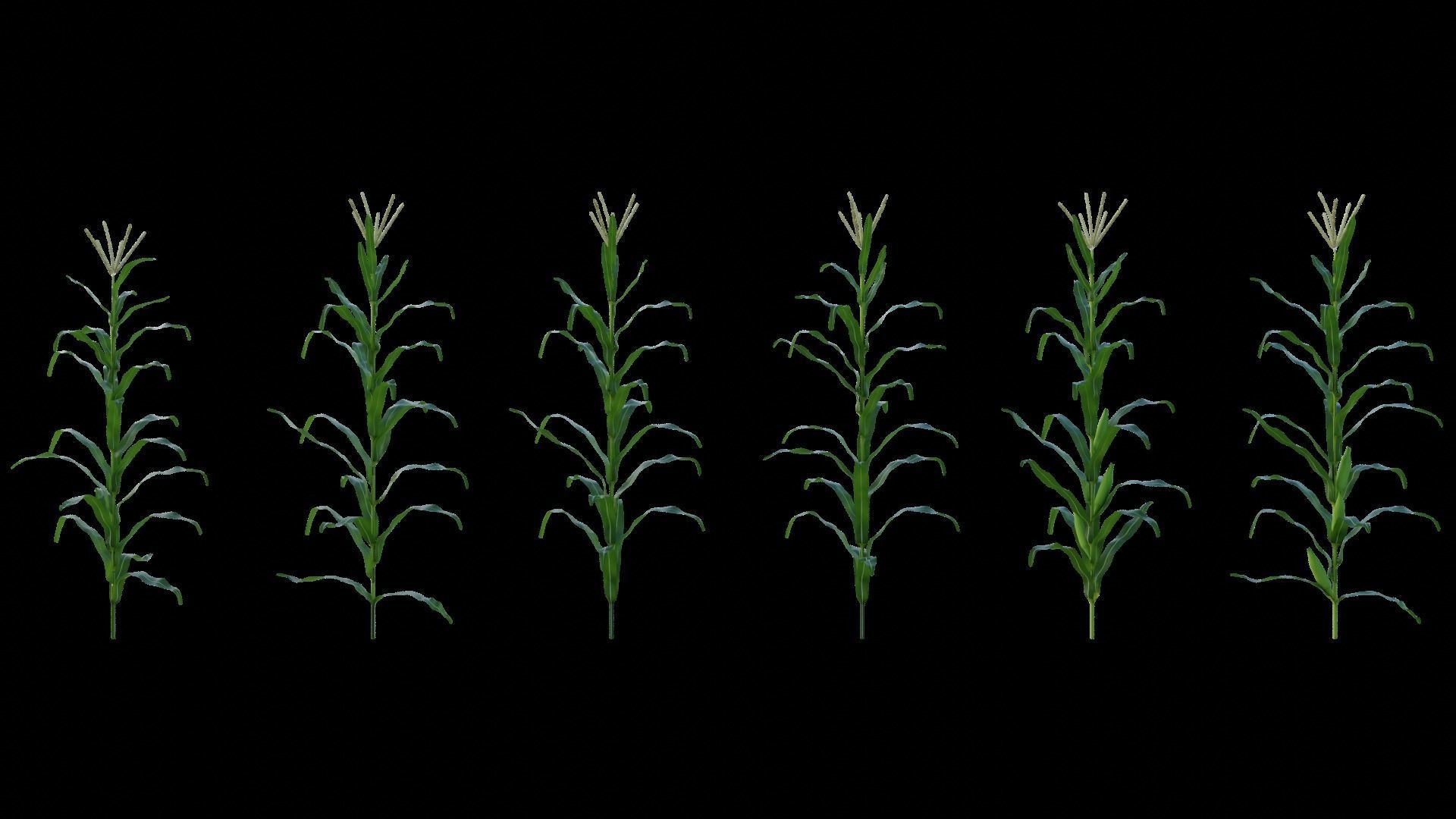 Cornfield 3d Scene 3D model_7