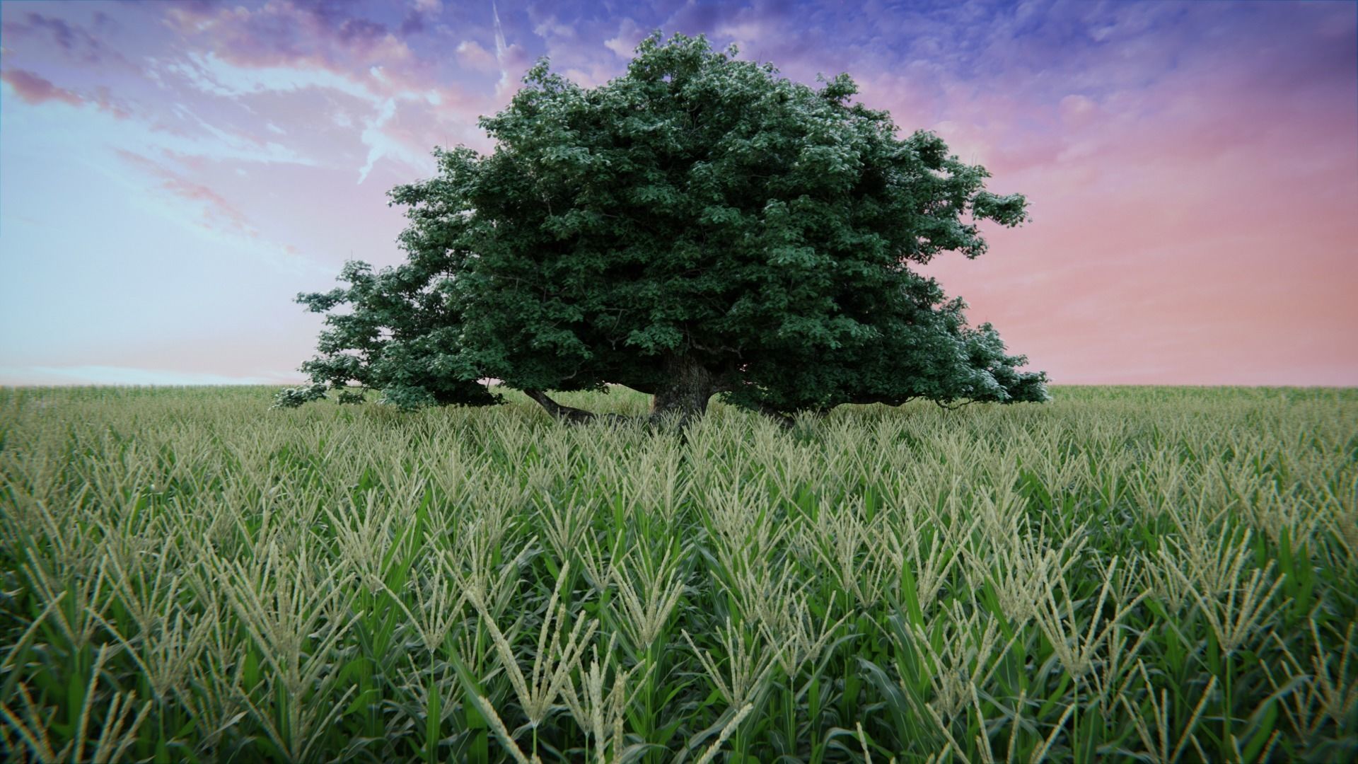 Cornfield 3d Scene 3D model_3